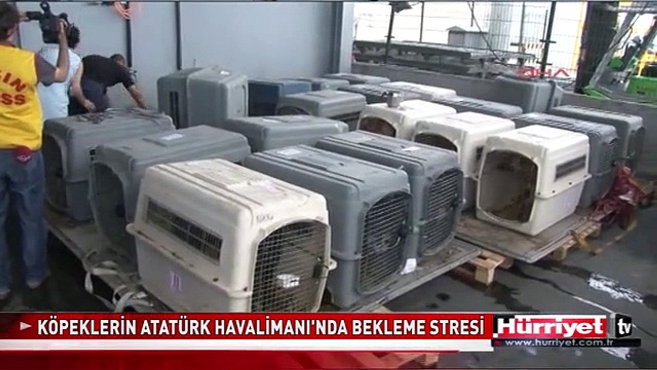 KÖPEKLERİN ATATÜRK HAVALİMANI'NDA BEKLEME STRESİ