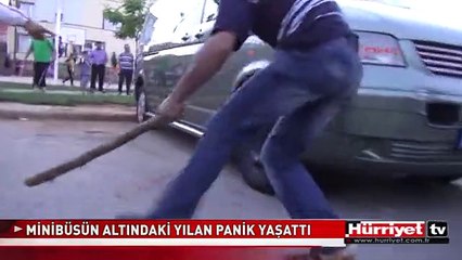 BU MAHALLEYİ YILANLAR BASTI! ELİNE SOPAYI ALAN AVA ÇIKTI