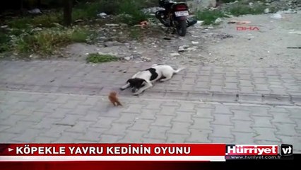 KÖPEKLE YAVRU KEDİNİN OYUNU