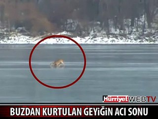 BUZDAN KURTULAN GEYİĞİN TRAJİK SONU