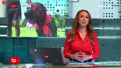 Un centenar de perros participan del perrotón este domingo