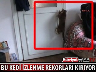 SOSYAL PAYLAŞIM SİTELERİNDE TIKLANMA REKORLARI KIRAN KEDİ