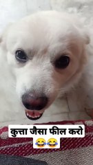 you are a dog not a donkey feel like a dog