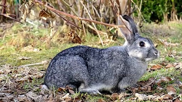 مناظر طبيعة خلابة مع اصوات الشلالات - Vues spectaculaires sur la nature avec le son des cascades avec précision