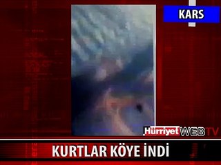 KURTLAR KÖYE İNDİ