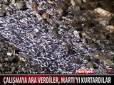 YAN YATAN TEKNEYİ KURTARMA ÇALIŞMASINA ARA VERDİLER, MARTI'YI KURTARDILAR