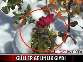 GÜLLER GELİNLİK GİYDİ