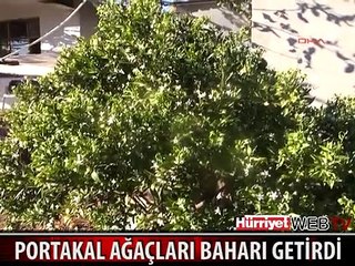 DEMRE'DE PORTAKAL AĞAÇLARI ÇİÇEK AÇTI