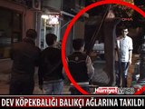 ÇANAKKALE BOĞAZI'NDA 2 METRELİK KÖPEK BALIĞI YAKALANDI