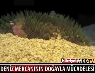 DENİZ MERCANININ YAŞAM SAVAŞI