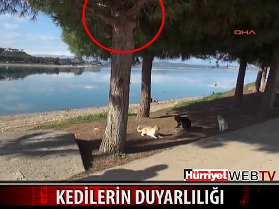 KEDİLERİN DUYARLILIĞI