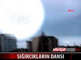 SIĞIRCIKLARIN MUHTEŞEM DANSI