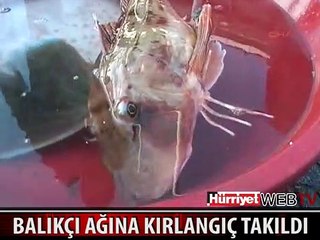 KIRLANGIÇ BALIĞI YAKALANDI