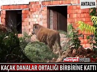 MEMLEKETİMDEN KURBAN MANZARALARI BÖLÜM 13