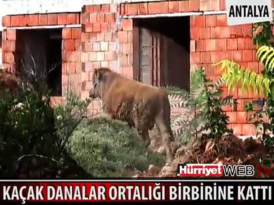 MEMLEKETİMDEN KURBAN MANZARALARI BÖLÜM 13