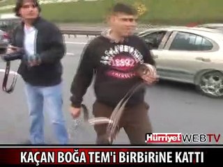MEMLEKETİMDEN KURBAN MANZARALARI BÖLÜM 6- KAÇAN BOĞA TEM'İ BİRBİRİNE KATTI
