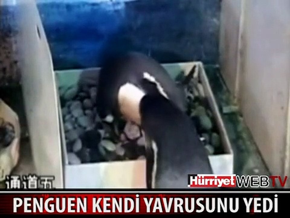 SİNİRLENEN PENGUEN YAVRUSUNU YEDİ