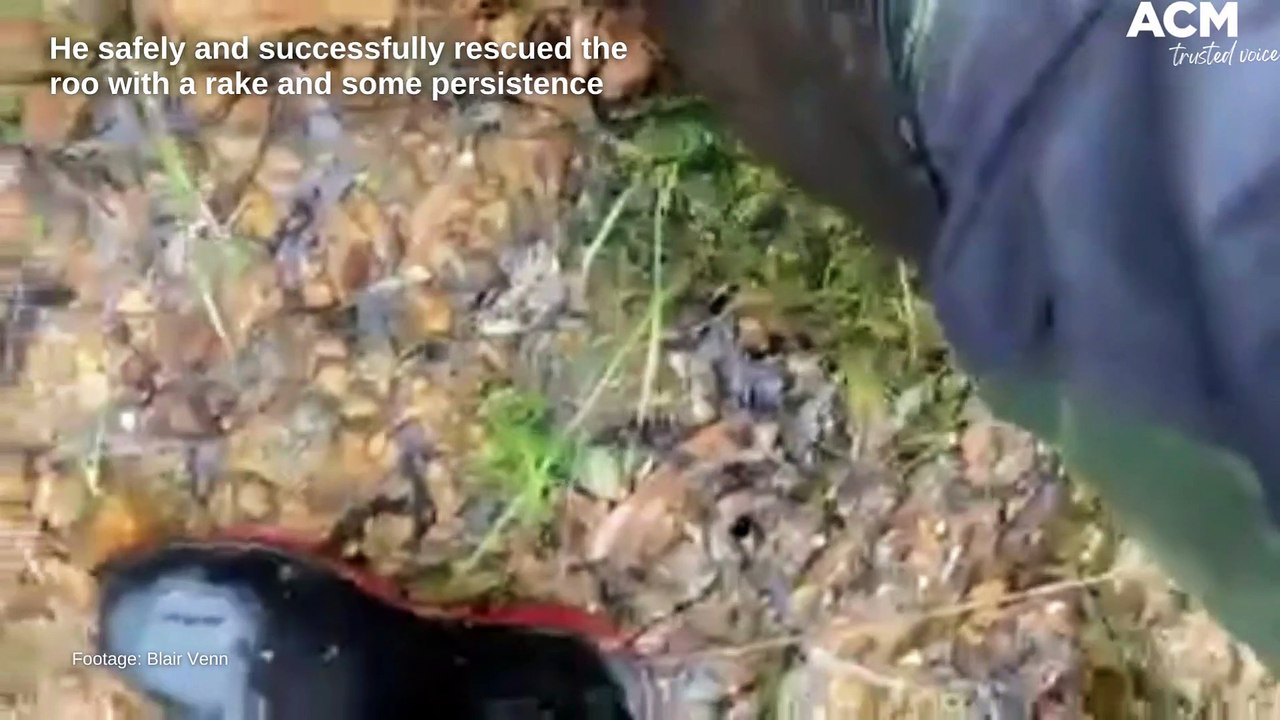 Bendigo ranger Blair Venn rescues kangaroo from floodwater | October 17, 2022 | Bendigo Advertiser