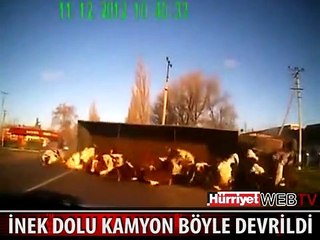 İNEKLER İNEK OLALI BÖYLE ZULÜM GÖRMEDİ