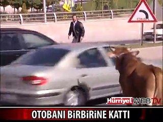 MEMLEKETİMDEN KURBAN MANZARALARI BÖLÜM 9- DİKKAT! OTOBANDA DANA VAR!