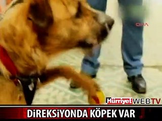 DİKKAT! DİREKSİYONDA KÖPEK VAR