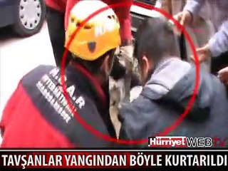 TAVŞANLAR YANGINDAN SON ANDA KURTARILDI