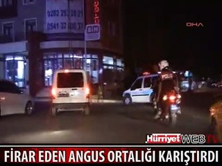 FİRAR EDEN ANGUS ORTALIĞI BİRBİRİNE KATTI
