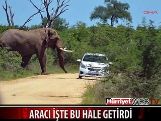 ÖFKELİ FİL SAFARİ MERAKLILARININ ARACINI İŞTE BU HALE GETİRDİ