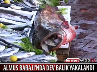 ALMUS CANAVARI YAZISI KONULAN DEV BALIK