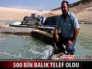 BARAJ KAPAKLARI AÇILDI BALIKLAR TELEF OLDU