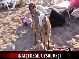 İNATÇI DEĞİL UYSAL KEÇİ