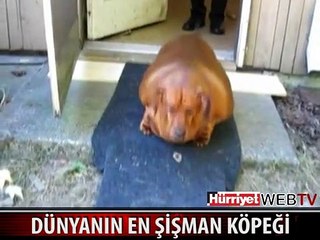 KİLOSUNU DUYUNCA HAYRET EDECEKSİNİZ