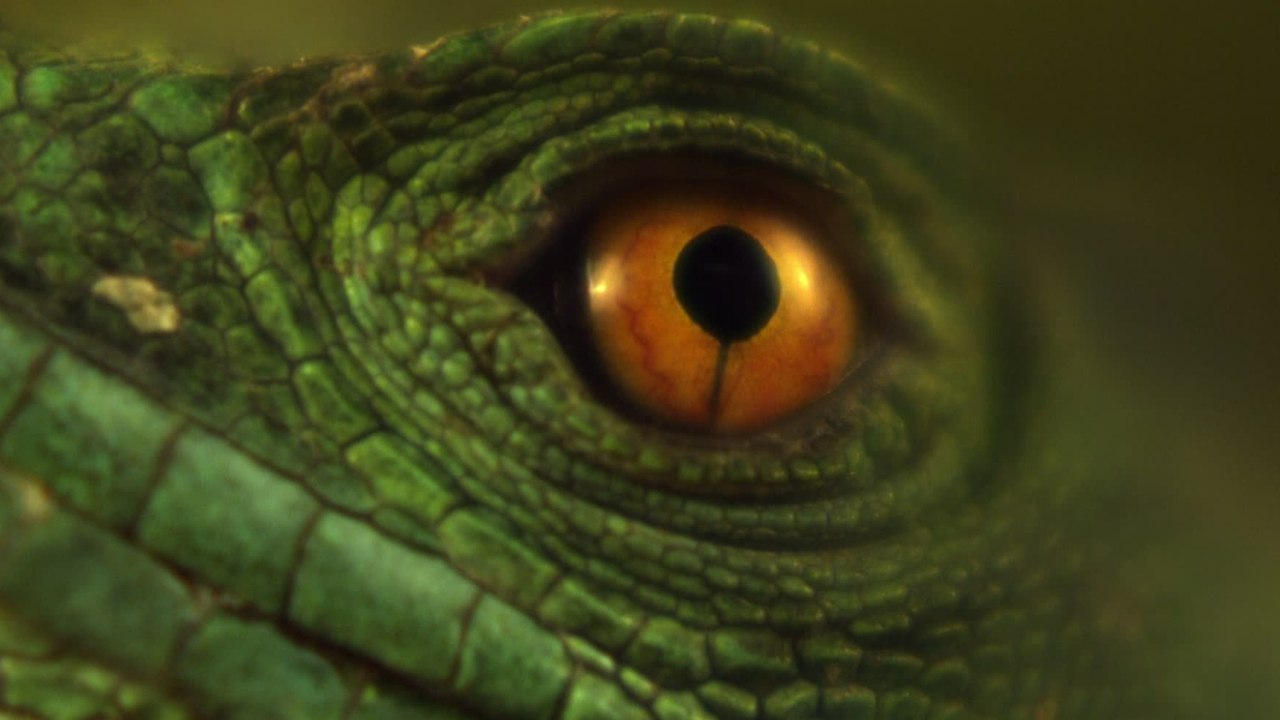 Lizard or worm? This creature will puzzle you