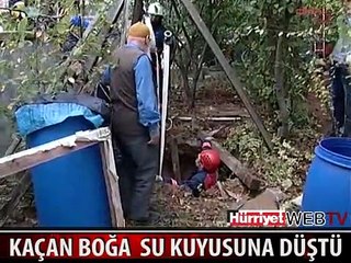 MEMLEKETİMDEN KURBAN MANZARALARI BÖLÜM 8- KAÇAN BOĞA KUYUYA DÜŞTÜ