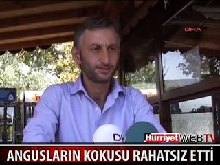 ANGUSLARIN KOKUSU VATANDAŞLARI RAHATSIZ ETTİ