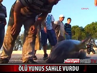 ÖLÜ YUNUS SAHİLE VURDU