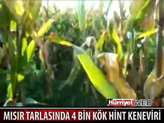 MERSİN'DE MISIR TARLASINDA BULUNDU