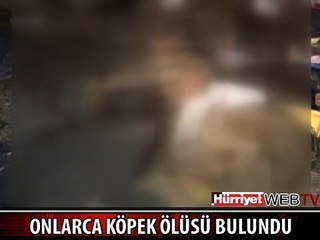 ALANYA'DA KÖPEK KATLİAMI