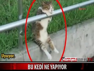 İNGİLTERE BU KEDİYİ KONUŞUYOR