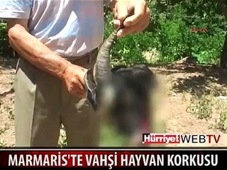MARMARİS'TE ESRARENGİZ HAYVAN SALDIRILARI