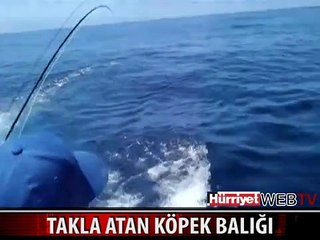KÖPEK BALIĞI YAKALANINCA ÇILGINA DÖNDÜ