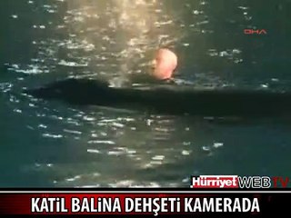HAVUZDA KATİL BALİNA DEHŞETİ