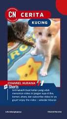 anak kucing berantem _ part 01