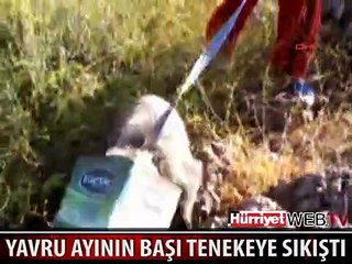 KAFASI TENEKEYE SIKIŞAN AYI BÖYLE KURTARILDI