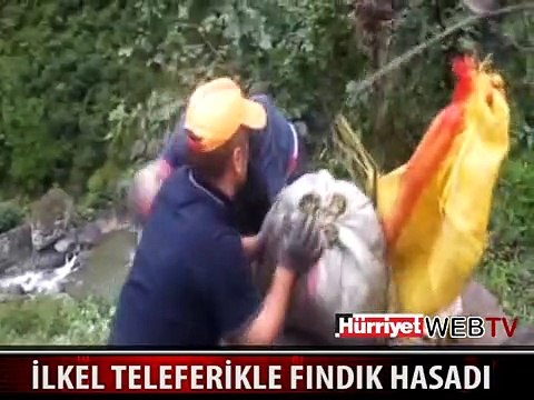 İLKEL TELEFERİKLE FINDIK HASADI
