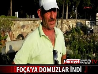 AÇ KALAN DOMUZLAR FOÇA SOKAKLARINA İNDİ