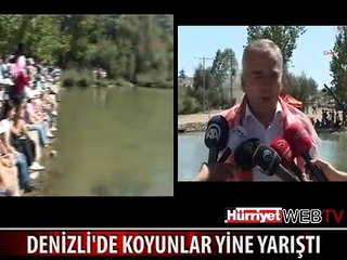 SEKİZ ASIRLIK HİKAYENİN ANISINA KOYUNLAR YİNE YARIŞTI