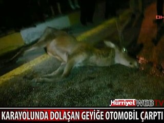KENT MERKEZİNE İNEN GEYİĞE ARABA ÇARPTI