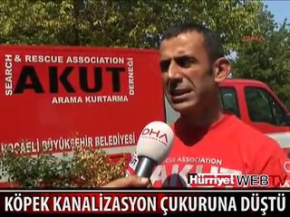 KANALİZASYON ÇUKURUNA DÜŞEN KÖPEK BÖYLE KURTARILDI