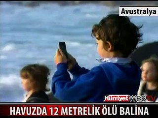HAVUZDA 12 METRELİK ÖLÜ BALİNA BULUNDU